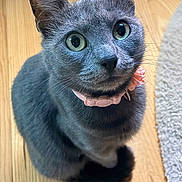 Bahia a rejoint le concours — aidez-le/la à gagner de superbes lots ! adorable, animal, blue_gray_cat, carpet, cat, close_up, curious, fur, green_eyes, home, indoors, pet, photography, pink_collar, portrait, sitting, upright_ears, whiskers, wide_eyes, wooden_floor