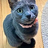 adorable, animal, blue_gray_cat, carpet, cat, close_up, curious, fur, green_eyes, home, indoors, pet, photography, pink_collar, portrait, sitting, upright_ears, whiskers, wide_eyes, wooden_floor