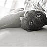 Bahia a rejoint le concours — aidez-le/la à gagner de superbes lots ! animal, bed, black_and_white, cat, close_up, eyes, feline, fur, indoors, lying_down, monochrome, pet, pillow, pointed_ears, portrait, relaxed, sleepy, sofa, upside_down, whiskers