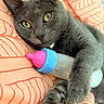 Bahia participe au concours pour gagner de l'argent avec cette photo : animal, baby_bottle, blanket, bottle, cat, close_up, ears, feline, fur, gray_cat, green_eyes, indoors, kitten, lying_down, paws, pet, playful, portrait, relaxed, whiskers