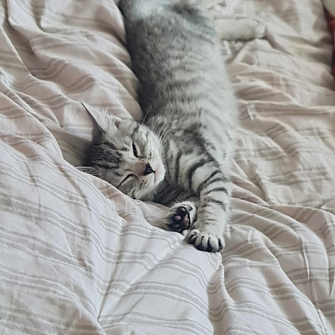 Storm is registered to the contest to win money with this photo: abyssinian, animal, back, bed, bedroom, blanket, bodypart, cat, couch, furniture, homedecor, indoors, kitten, linen, manx, person, pet, quilt, room, sleeping