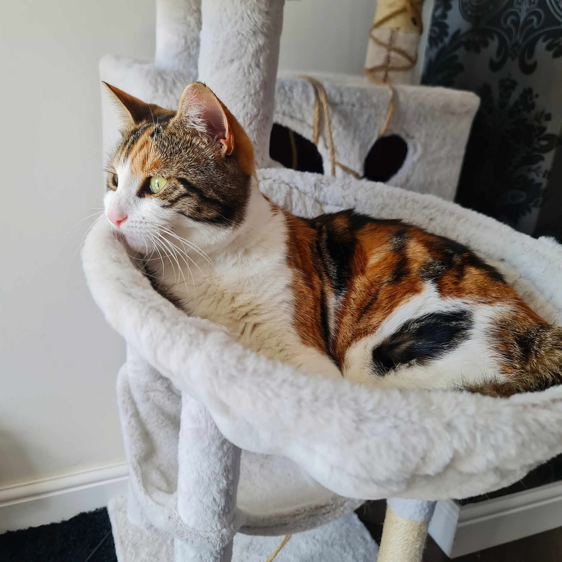 Bella