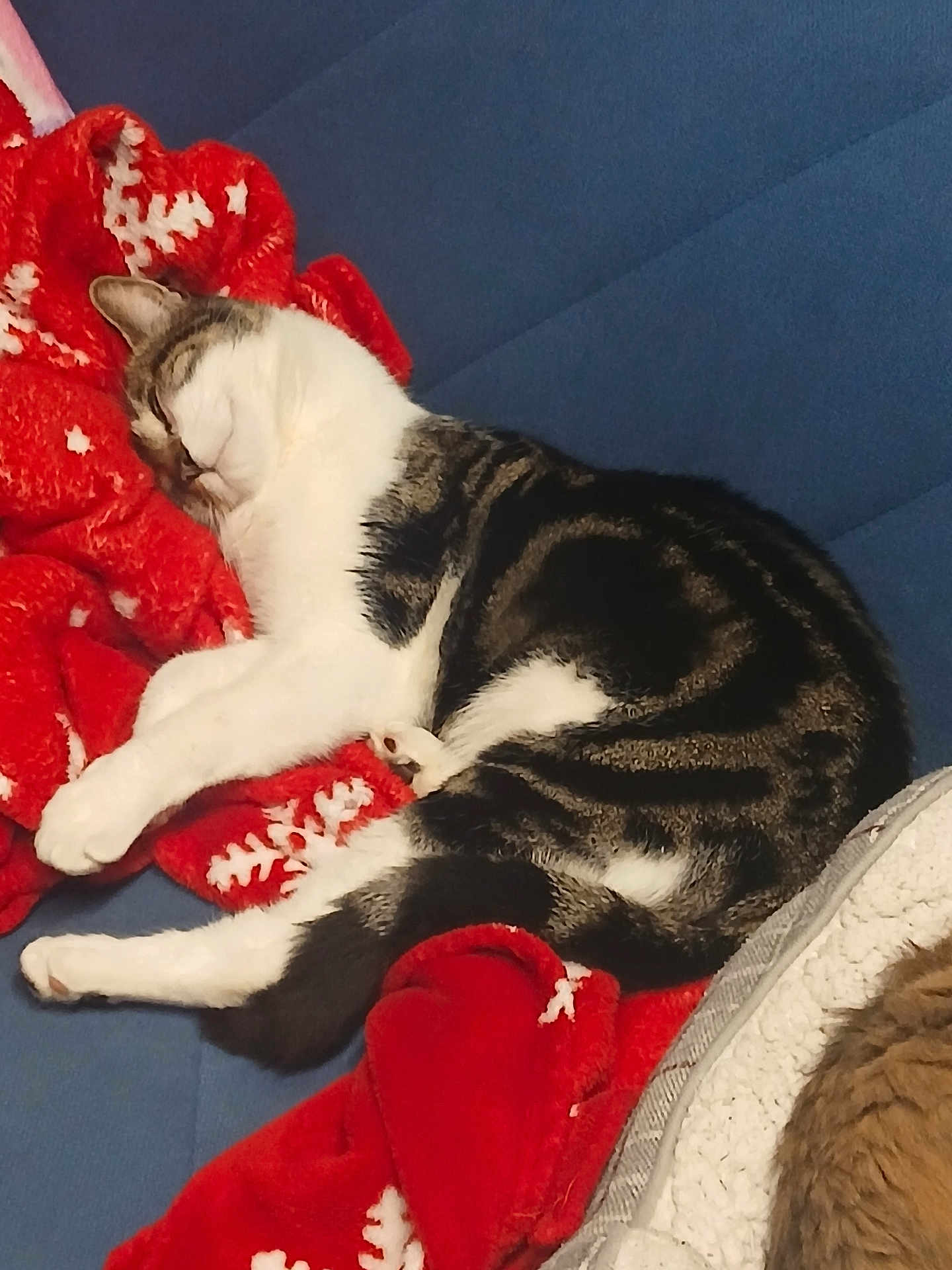 Tigger joined the competition — help win amazing prizes! cat, tabby, sleeping, red_blanket, snowflake_pattern, blue_background, cozy, pet, fur, whiskers, indoor, resting, cute, animal, feline, soft, warm, relaxed, couch, domestic_cat