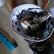 Tigger is registered to the contest to win money with this photo: cat, tabby_cat, cone_collar, protective_collar, pet, indoor, floor, wooden_chair, blue_object, animal, feline, domestic_cat, whiskers, ears, fur, striped, standing, household, blurred, out_of_focus