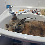 Pooh Bear joined the competition — help win amazing prizes! animal, bathroom, cat, close_up, curious, cute, domestic, faucet, feline, fur, household, indoor, pet, portrait, relaxed, resting, sink, toiletries, white_sink, yellow_eyes