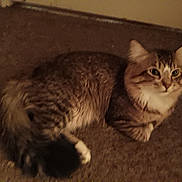 Levi is registered to the contest to win money with this photo: cat, tabby, feline, pet, animal, fur, whiskers, ears, paw, tail, carpet, indoor, resting, looking, cute, mammal, domestic, cozy, soft, sleepy
