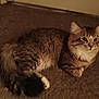 cat, tabby, feline, pet, animal, fur, whiskers, ears, paw, tail, carpet, indoor, resting, looking, cute, mammal, domestic, cozy, soft, sleepy