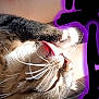 cat, tongue, whiskers, fur, close_up, pet, animal, sleeping, relaxed, sunlight, indoor, paw, cute, feline, domestic_cat, tabby, face, nose, ears, lying_down