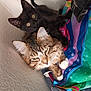 cat, black_cat, tabby_cat, pets, feline, animal, cute, cozy, snuggling, indoor, fur, whiskers, ears, eyes, paws, colorful, fabric, resting, companion, playful