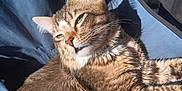 Levi is registered to the contest to win money with this photo: cat, tabby, feline, pet, whiskers, sunlight, relaxed, closeup, fur, striped, animal, sleepy, domestic_cat, ears, face, paw, texture, blue_background, resting, soft_light