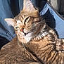 cat, tabby, feline, pet, whiskers, sunlight, relaxed, closeup, fur, striped, animal, sleepy, domestic_cat, ears, face, paw, texture, blue_background, resting, soft_light