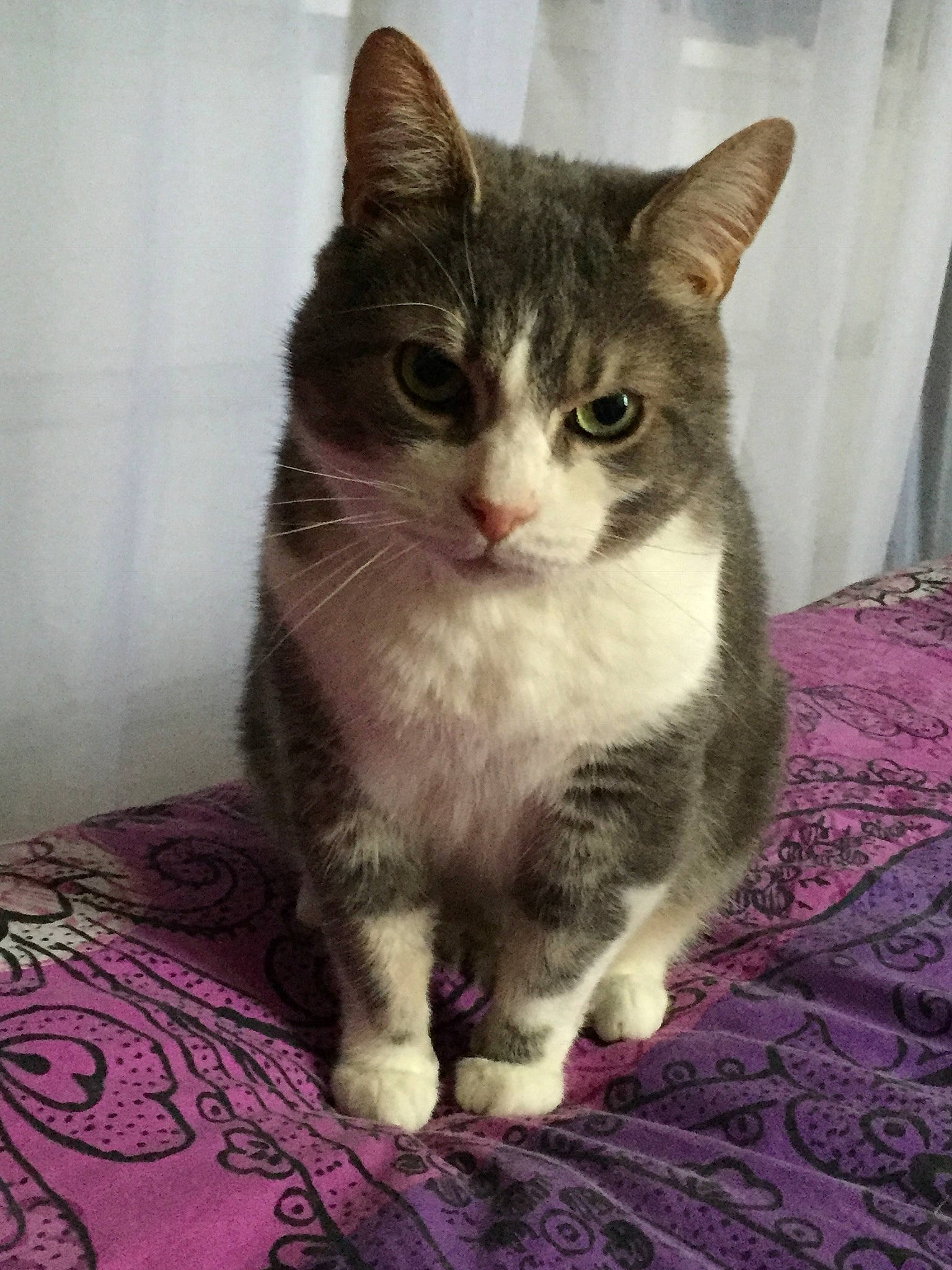 Poupouille a rejoint le concours — aidez-le/la à gagner de superbes lots ! aegean_cat, american_wirehair, arabian_mau, asian, australian_mist, british_semi_longhair, carnivore, cat, domestic_short_haired_cat, european_shorthair, fawn, felidae, german_rex, kitten, mammal, ojos_azules, small_to_medium_sized_cats, tabby_cat, vertebrate, whiskers