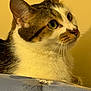 cat, close_up, portrait, green_eyes, whiskers, fur, animal, pet, curious, indoor, yellow_background, soft_light, side_view, cute, feline, mammal, resting, looking_away, domestic_cat, tabby