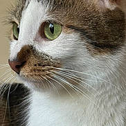 Micho joined the competition — help win amazing prizes! cat, close_up, green_eyes, whiskers, fur, pet, animal, face, profile, domestic_cat, mammal, cute, feline, alert, indoor, portrait, soft_light, detail, nature, calm
