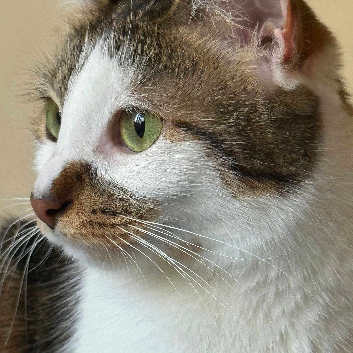 Micho joined the competition — help win amazing prizes! animal, brown_fur, cat, close_up, cute, domestic_animal, ears, feline, fur, green_eyes, indoor, looking_away, mammal, pet, portrait, side_profile, soft_lighting, tabby, whiskers, white_fur