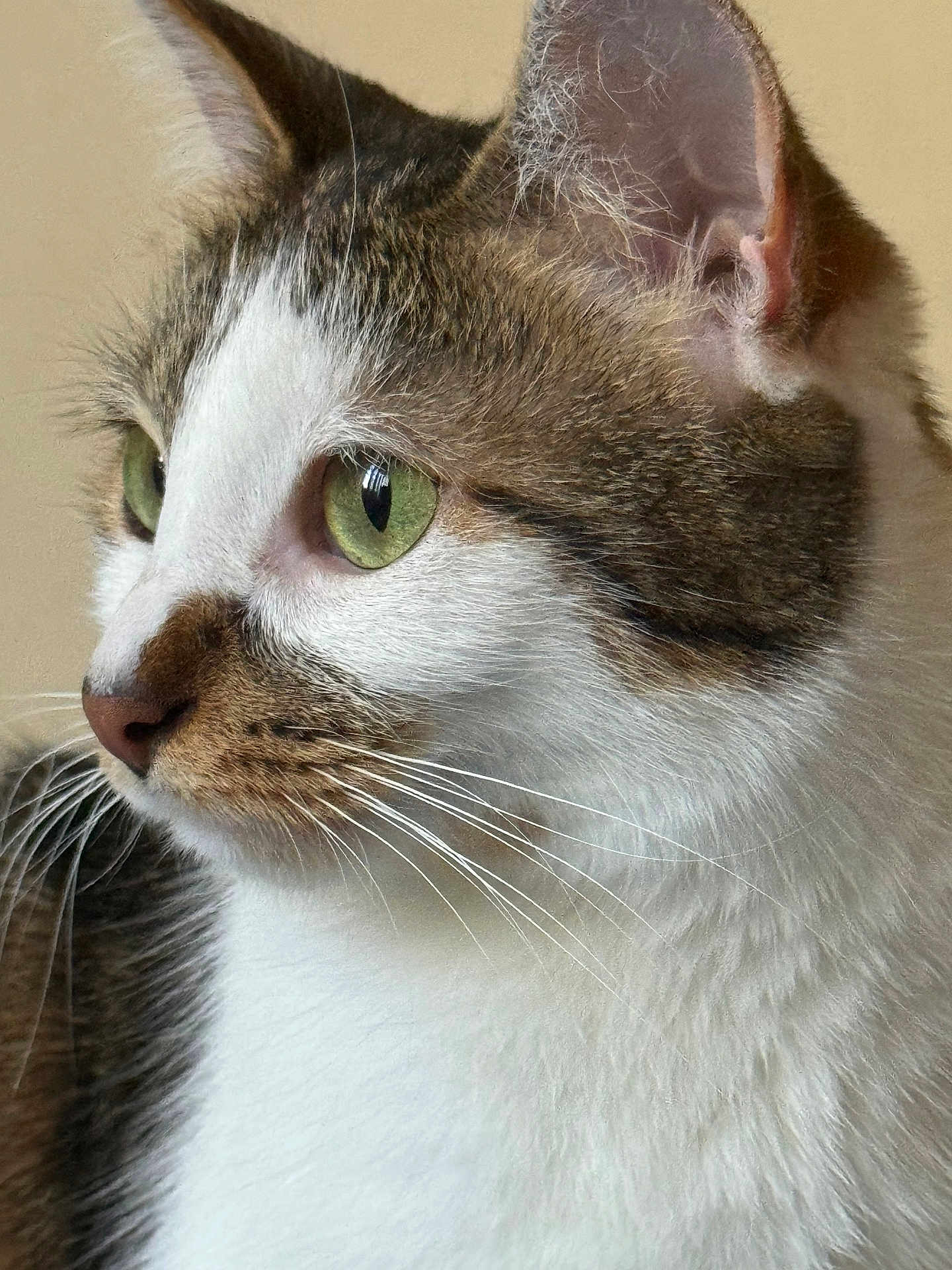 Micho joined the competition — help win amazing prizes! cat, feline, close_up, side_profile, green_eyes, whiskers, fur, pet, animal, domestic_animal, portrait, cute, soft_lighting, indoor, mammal, looking_away, tabby, white_fur, brown_fur, ears