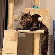 Waffle participe au concours pour gagner de l'argent avec cette photo : abyssinian, angora, animal, arch, architecture, blackcat, box, building, cat, den, egyptiancat, electricaldevice, indoors, kitten, manx, outdoors, pet, shelter, switch, wood