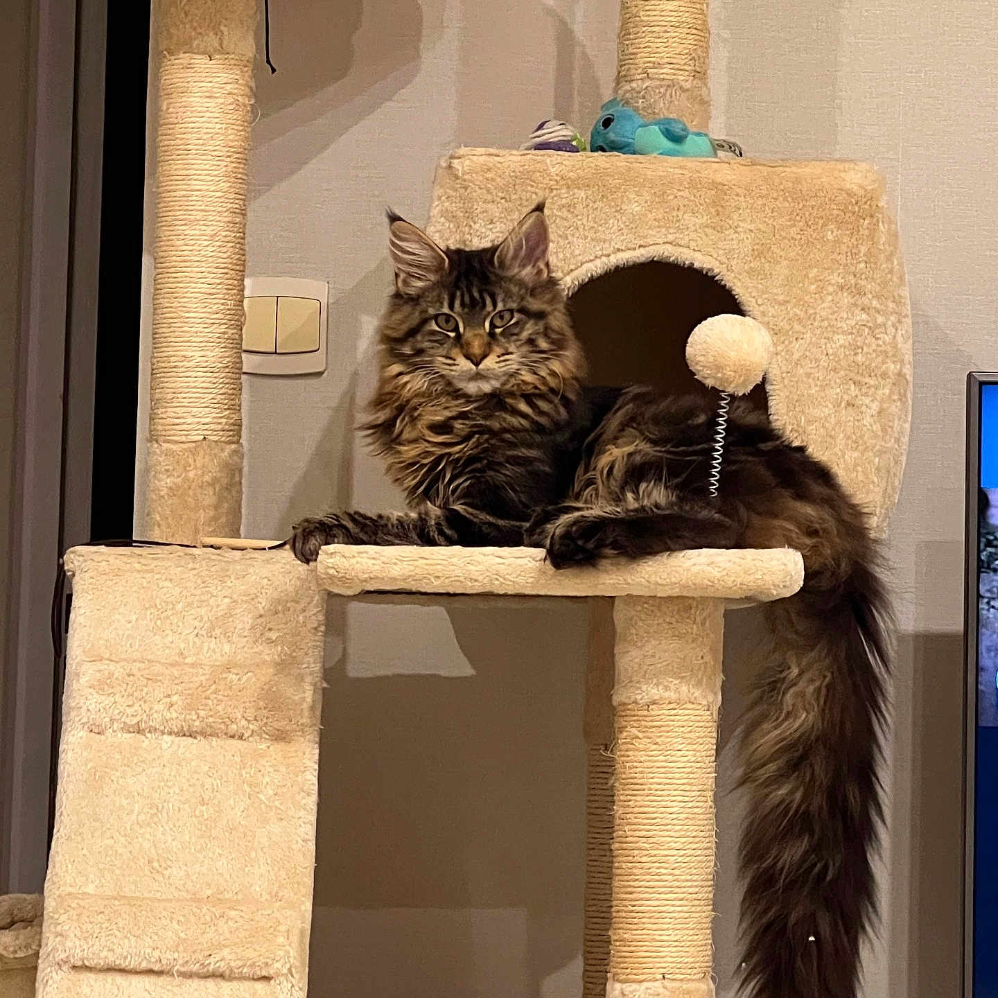 Waffle participe au concours pour gagner de l'argent avec cette photo : abyssinian, angora, animal, arch, architecture, blackcat, box, building, cat, den, egyptiancat, electricaldevice, indoors, kitten, manx, outdoors, pet, shelter, switch, wood