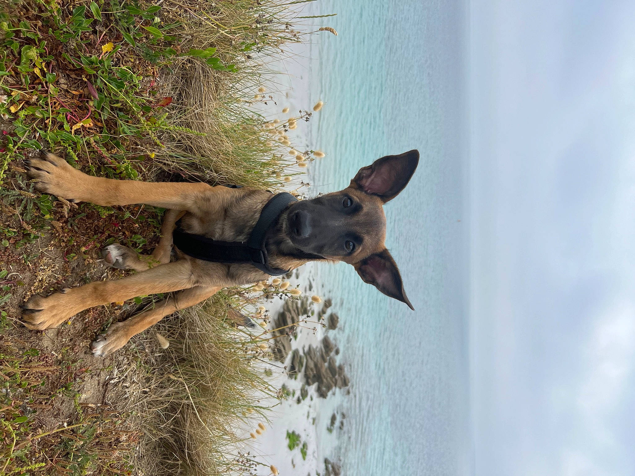 Saïko participe au concours pour gagner de l'argent avec cette photo : adventure, canidae, carnivore, cloud, collar, dog, dog_breed, dog_collar, fawn, guard_dog, jumping, plant, sky, snout, sporting_group, tail, tree, water, working_animal, working_dog