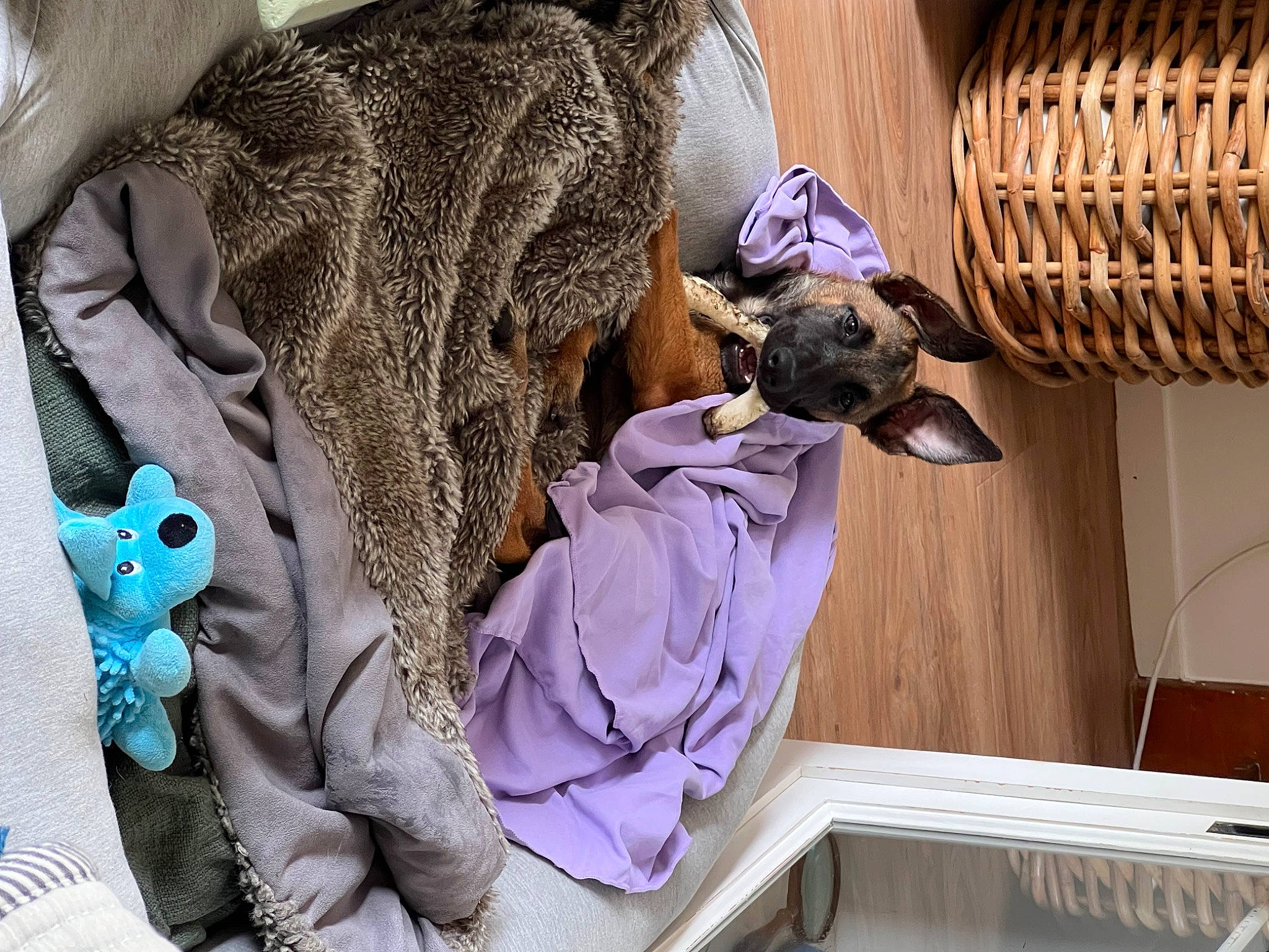 Saïko a rejoint le concours — aidez-le/la à gagner de superbes lots ! carnivore, comfort, companion_dog, dog_breed, electric_blue, fashion_accessory, fashion_design, fawn, felidae, fur, hat, magenta, pattern, purple, sleeve, toy, wood, wool