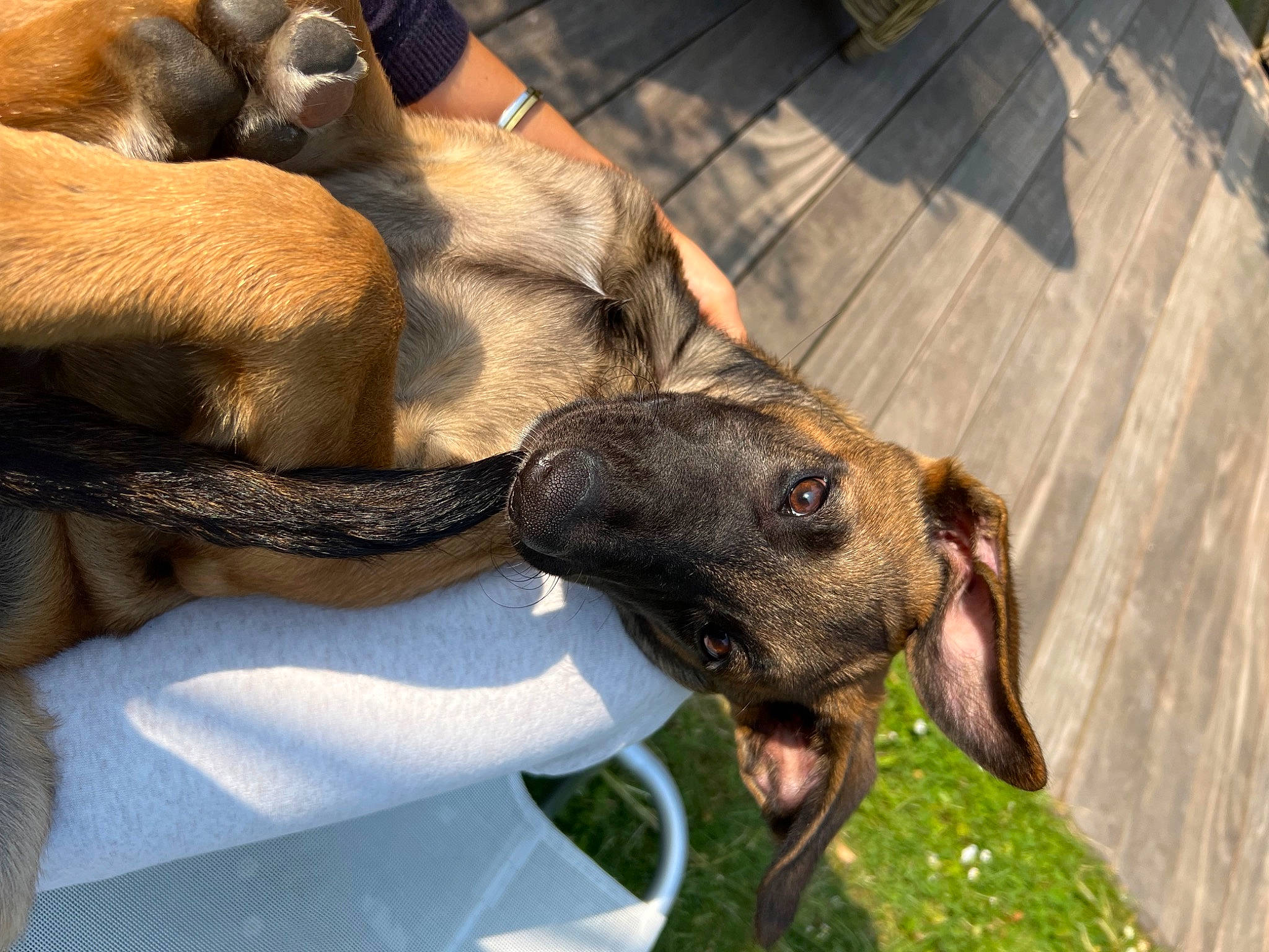 Saïko a rejoint le concours — aidez-le/la à gagner de superbes lots ! biting, canidae, carnivore, collar, comfort, companion_dog, dog, dog_breed, ear, fawn, fur, guard_dog, liver, snout, sporting_group, terrestrial_animal, whiskers, working_animal, working_dog, wrinkle