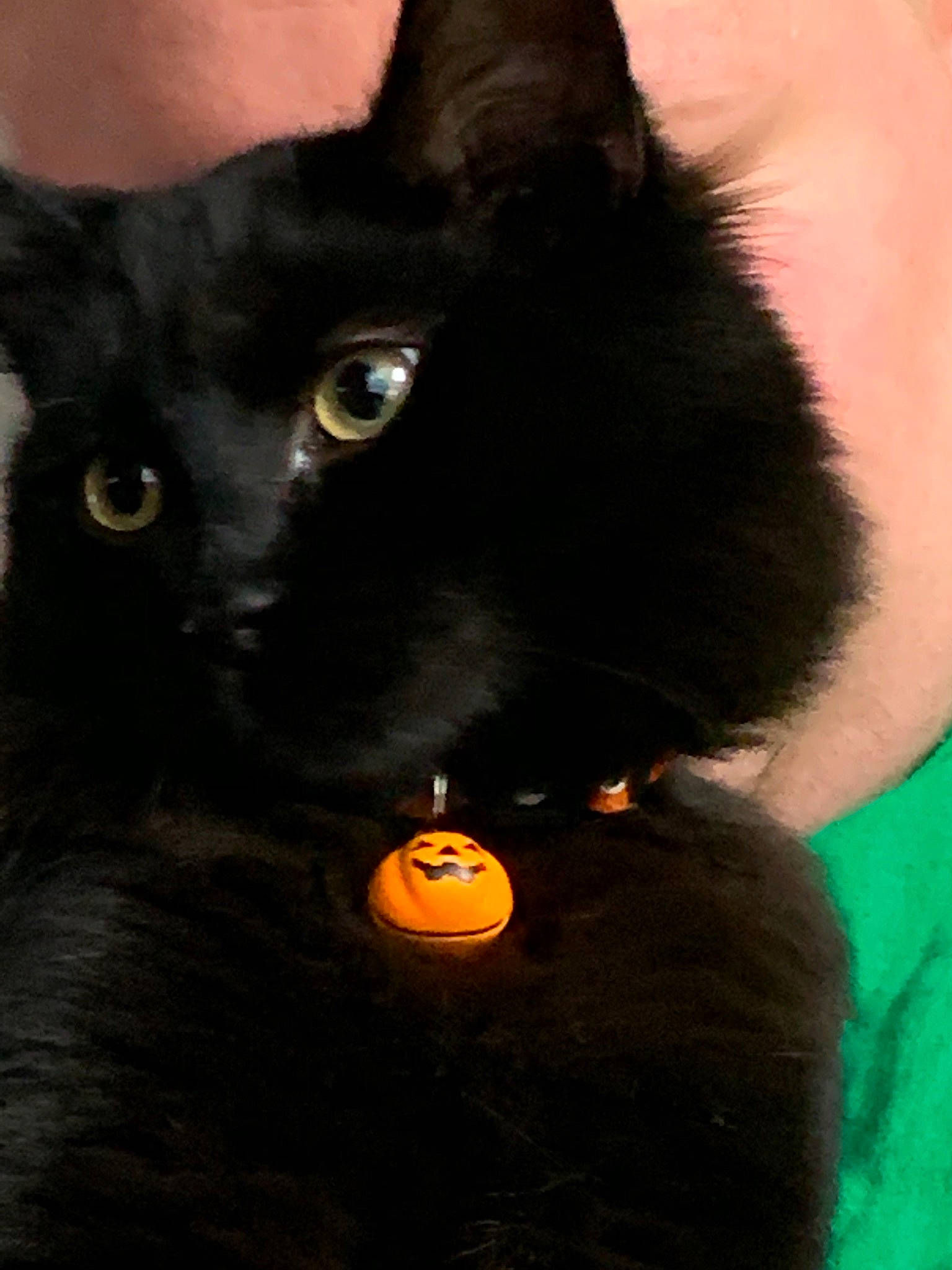 Hocus Pocus is registered to the contest to win money with this photo: black, black_cat, black_hair, bombay, carnivore, cat, domestic_long_haired_cat, ear, eye, felidae, fur, iris, small_to_medium_sized_cats, snout, whiskers