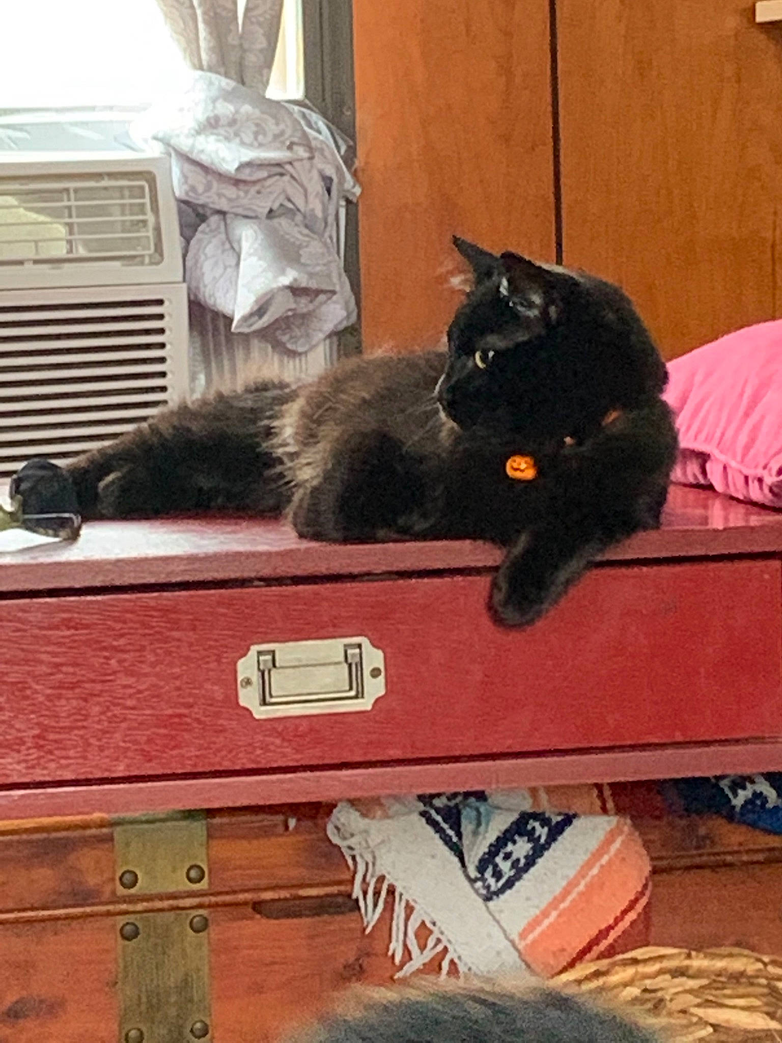 Hocus Pocus joined the competition — help win amazing prizes! asian, black_cat, carnivore, cat, domestic_short_haired_cat, european_shorthair, felidae, kitten, nebelung, polydactyl_cat, small_to_medium_sized_cats, tail, whiskers