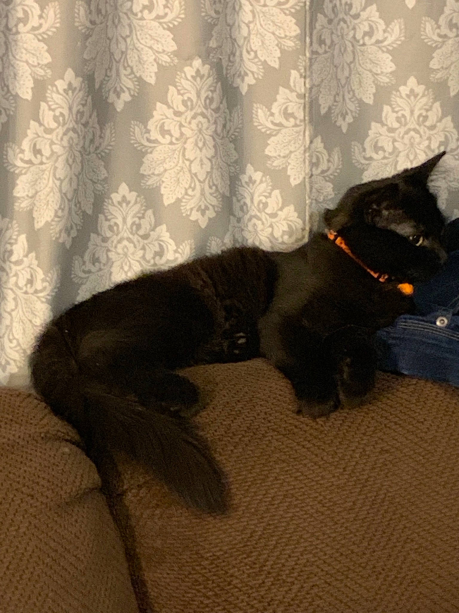 Hocus Pocus joined the competition — help win amazing prizes! black_cat, bombay, canidae, carnivore, cat, dog_breed, fawn, felidae, guard_dog, small_to_medium_sized_cats, tail, whiskers