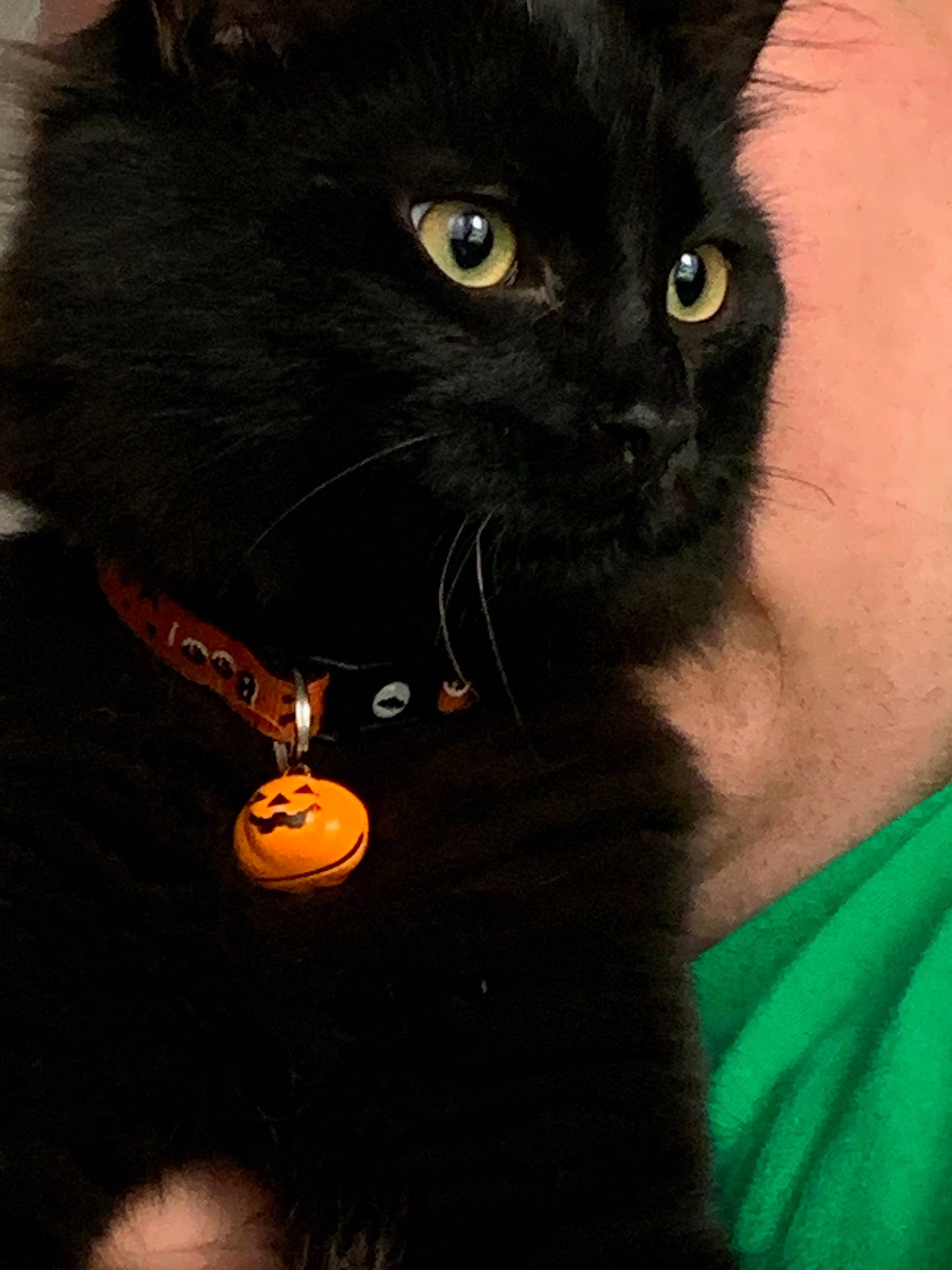 Hocus Pocus joined the competition — help win amazing prizes! black, black_cat, bombay, carnivore, cat, domestic_long_haired_cat, domestic_short_haired_cat, ear, eye, felidae, fur, iris, small_to_medium_sized_cats, snout, whiskers