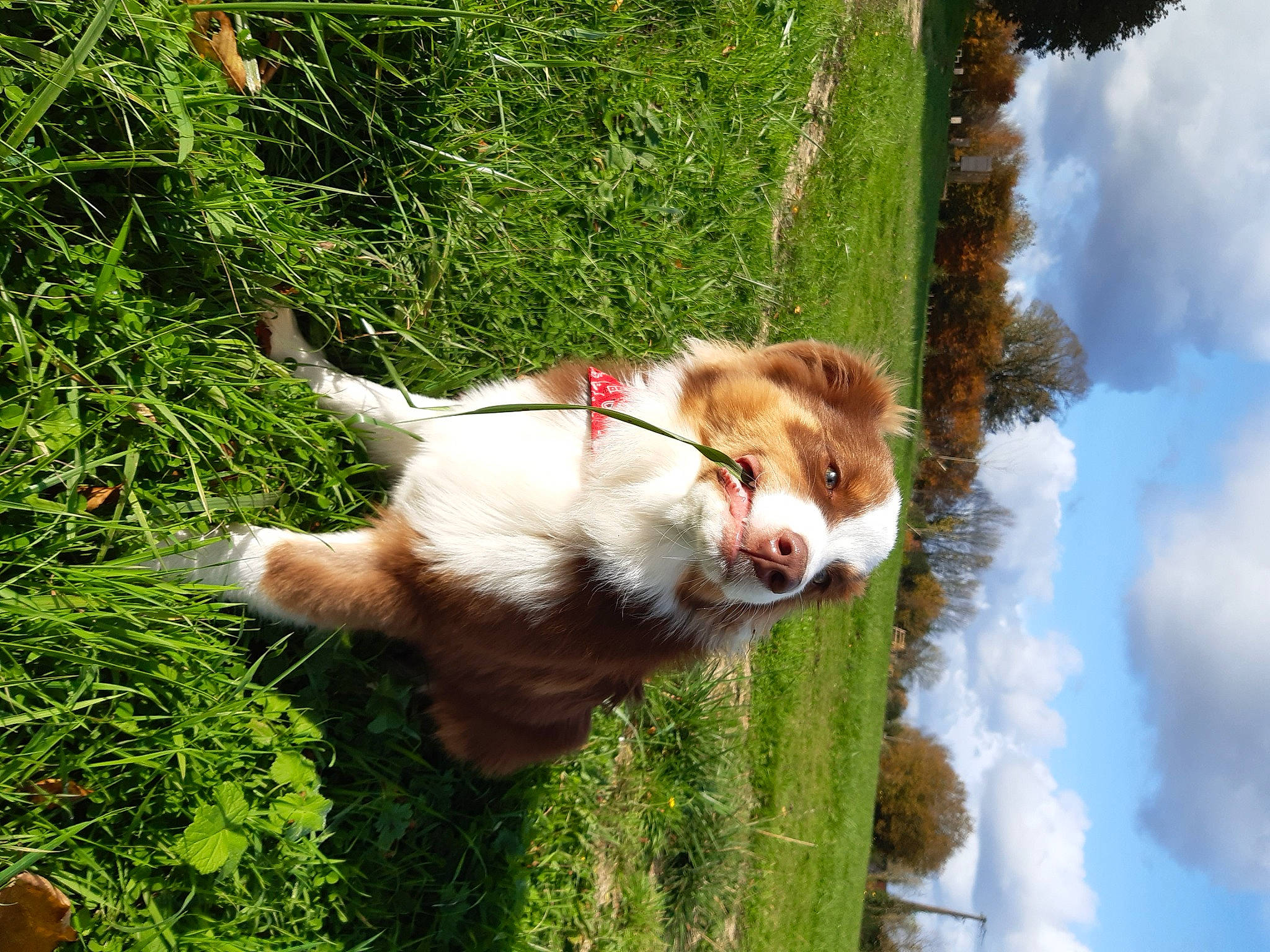 Rainbow a rejoint le concours — aidez-le/la à gagner de superbes lots ! carnivore, cloud, collar, companion_dog, dog, dog_breed, dog_collar, fawn, felidae, grass, green, leash, liver, plant, sky, snout, tail, tree, whiskers, working_animal
