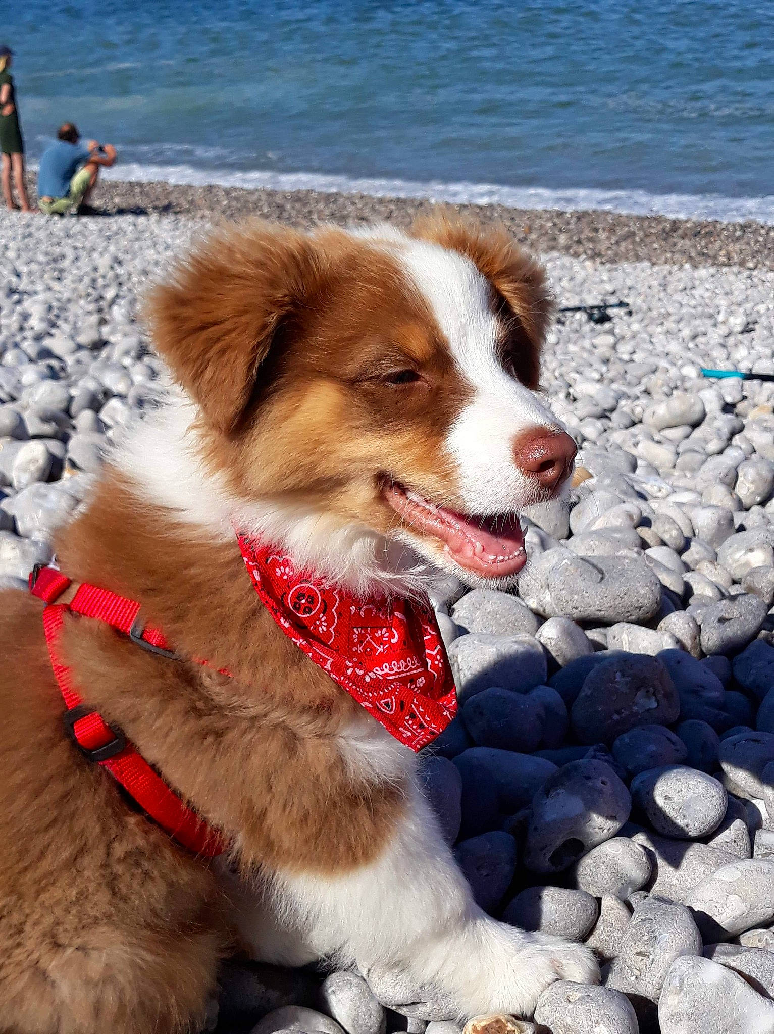 Rainbow a rejoint le concours — aidez-le/la à gagner de superbes lots ! ball, beach, canidae, carnivore, collar, companion_dog, dog, dog_breed, dog_collar, dog_supply, fur, herding_dog, lake, leash, ocean, snout, sporting_group, walking, water, working_dog