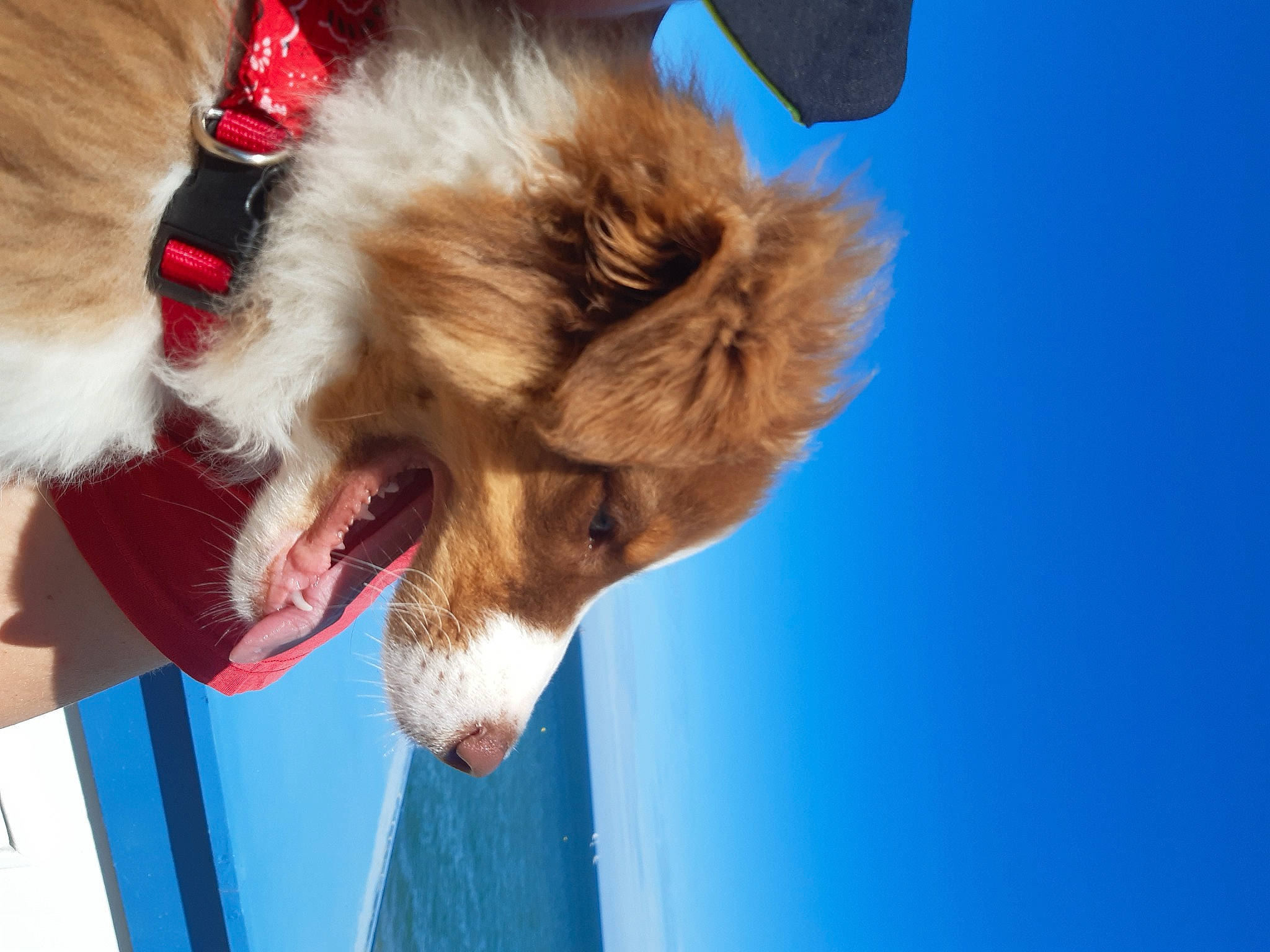 Rainbow participe au concours pour gagner de l'argent avec cette photo : blue, canis, carnivore, collar, companion_dog, dog, dog_breed, dog_collar, dog_supply, electric_blue, fawn, felidae, fur, leash, liver, paw, sky, snout, whiskers, working_animal