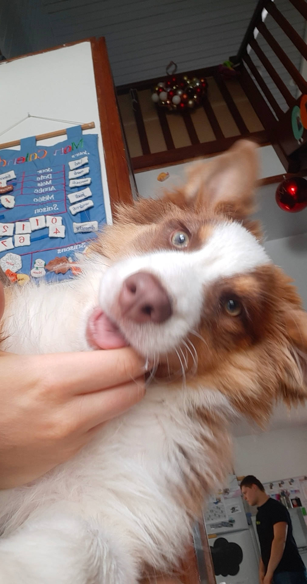 Rainbow a rejoint le concours — aidez-le/la à gagner de superbes lots ! canidae, carnivore, companion_dog, dog, dog_breed, fawn, flooring, fur, happy, hardwood, herding_dog, houseplant, sporting_group, toy_dog, whiskers, working_animal, working_dog