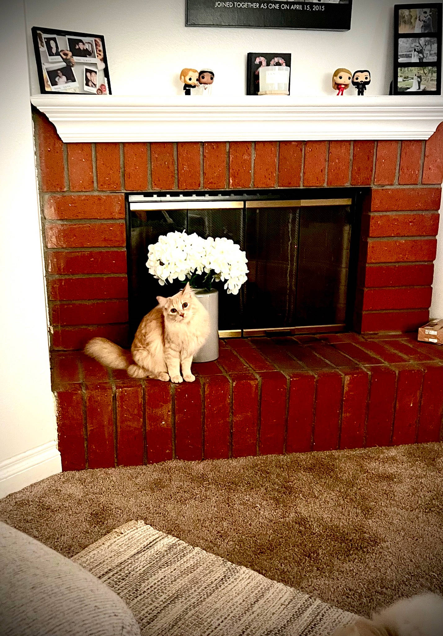 Ollie is registered to the contest to win money with this photo: art, building, carpet, ceiling, companion_dog, couch, decoration, door, felidae, floor, flooring, font, hardwood, interior_design, living_room, picture_frame, rectangle, room, textile, wood