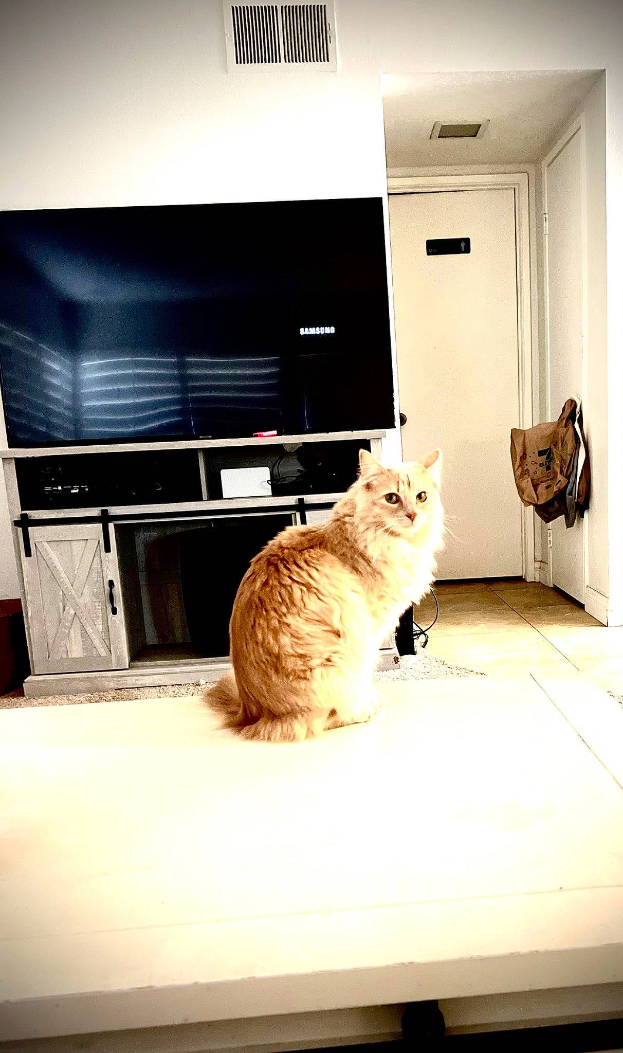 Ollie joined the competition — help win amazing prizes! cabinetry, carnivore, cat, comfort, computer, domestic_short_haired_cat, fawn, felidae, floor, flooring, fur, hardwood, home_appliance, room, small_to_medium_sized_cats, tail, television, television_set, whiskers, wood