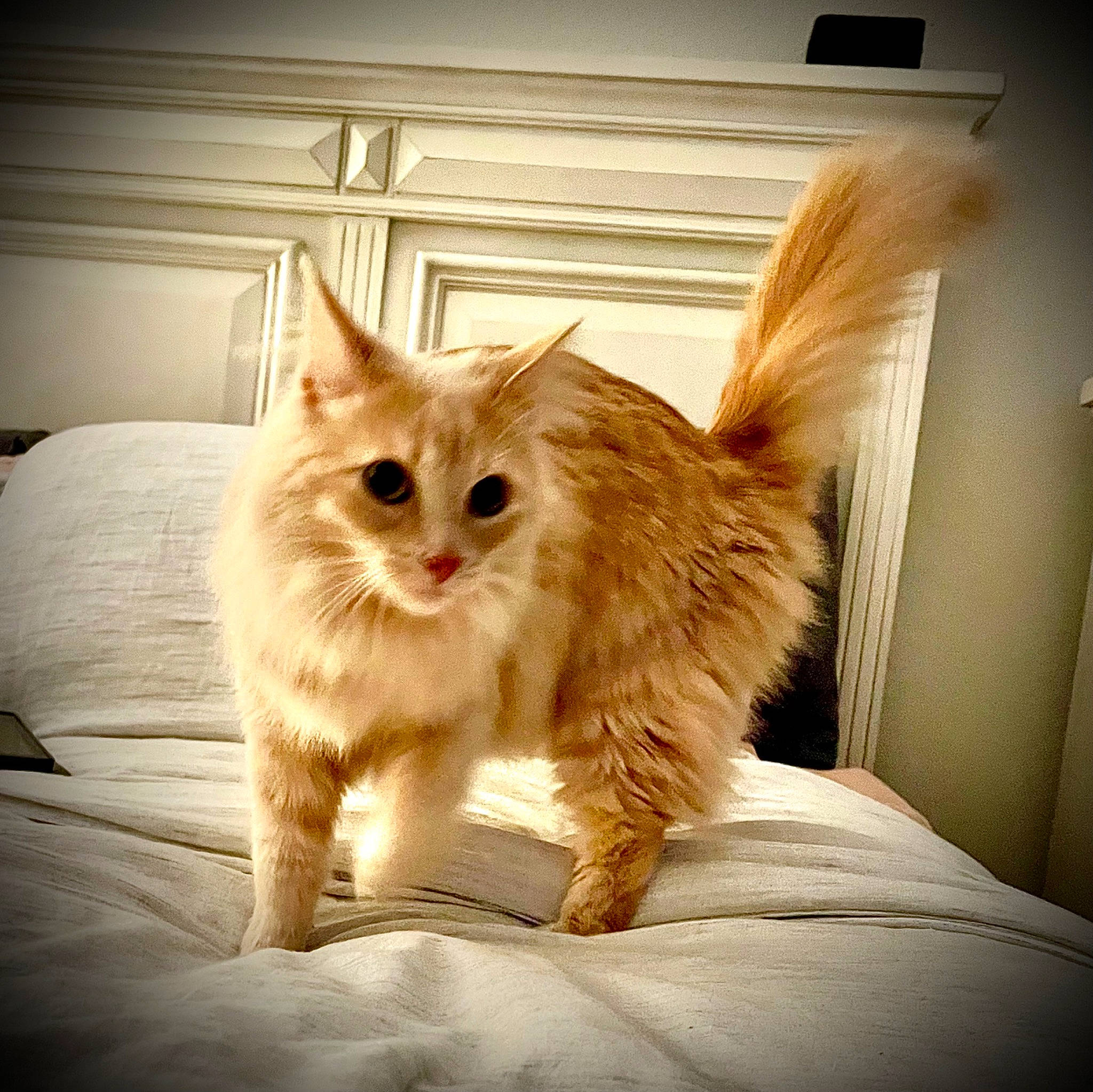 Ollie joined the competition — help win amazing prizes! carnivore, cat, chair, claw, comfort, companion_dog, drawer, eye, fawn, felidae, fur, head, paw, plant, sitting, small_to_medium_sized_cats, snout, tail, whiskers, wood