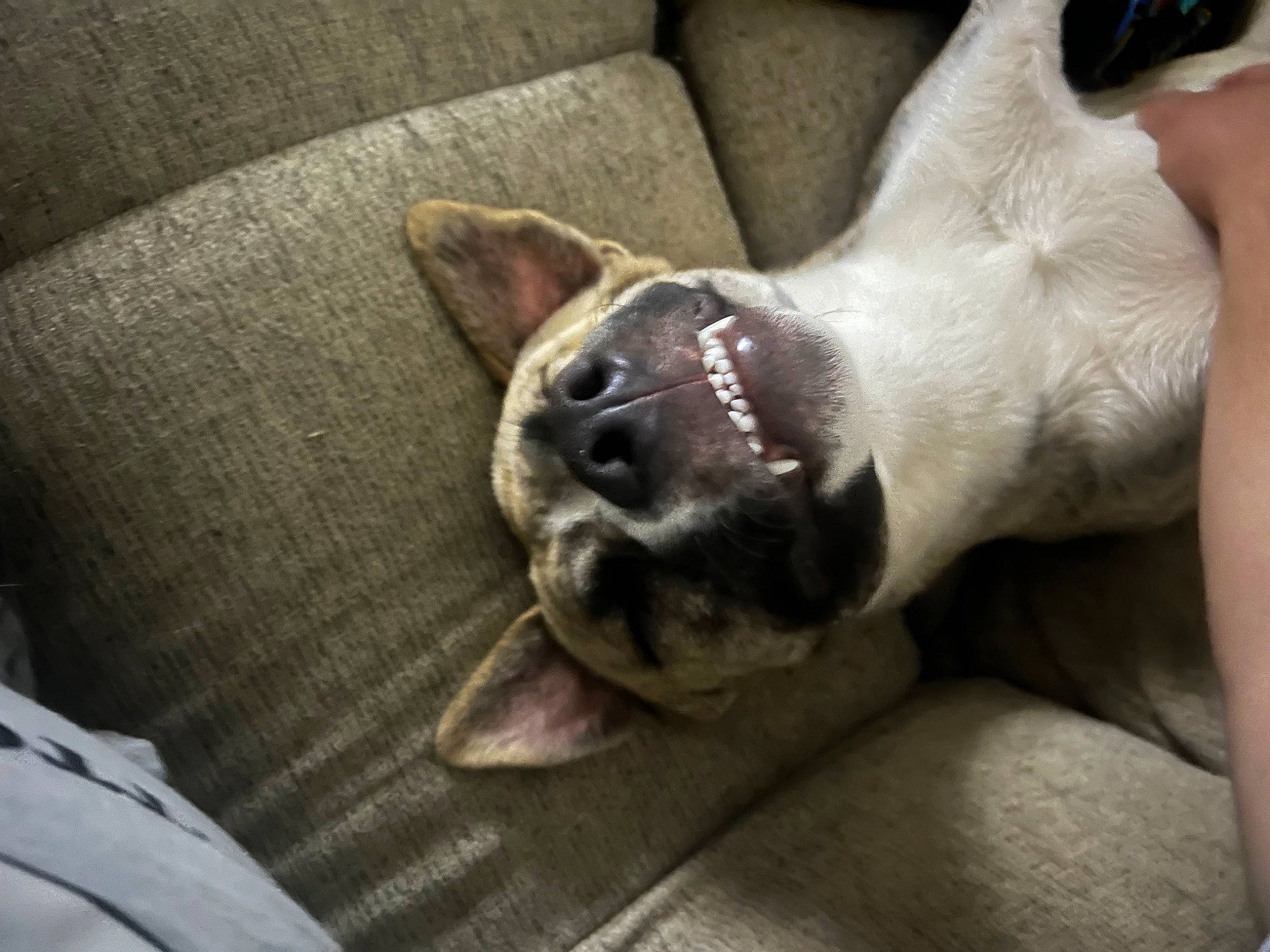 Biggie joined the competition — help win amazing prizes! canidae, carnivore, comfort, companion_dog, dog, dog_breed, ear, fawn, foot, fur, grey, jaw, paw, snout, sporting_group, tail, terrestrial_animal, whiskers, working_animal, wrinkle