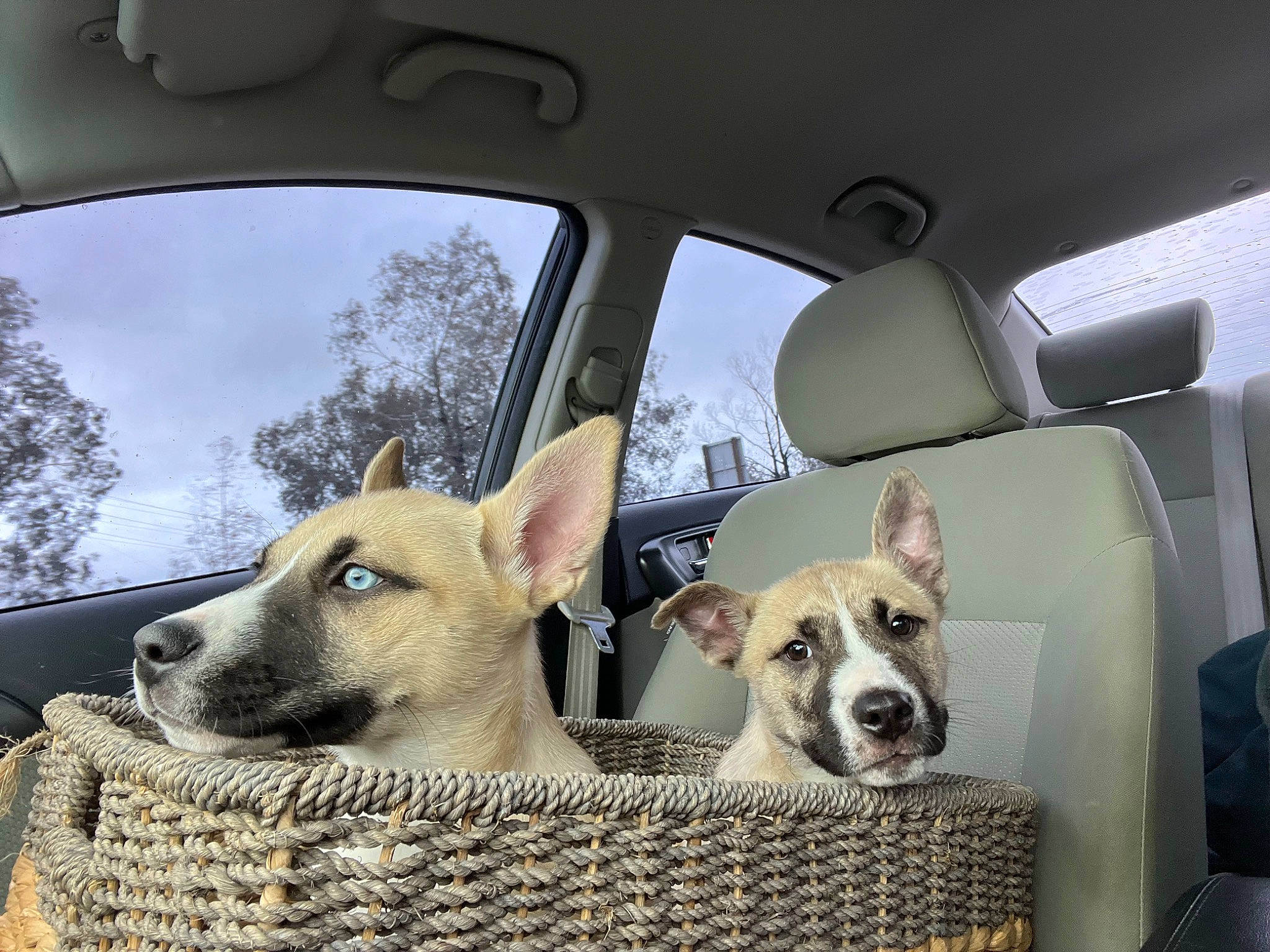 Biggie joined the competition — help win amazing prizes! automotive_exterior, automotive_mirror, car, carnivore, collar, companion_dog, dog, dog_breed, dog_collar, fawn, land_vehicle, mammal, motor_vehicle, rear_view_mirror, snout, tree, vehicle, vehicle_door, vertebrate, window