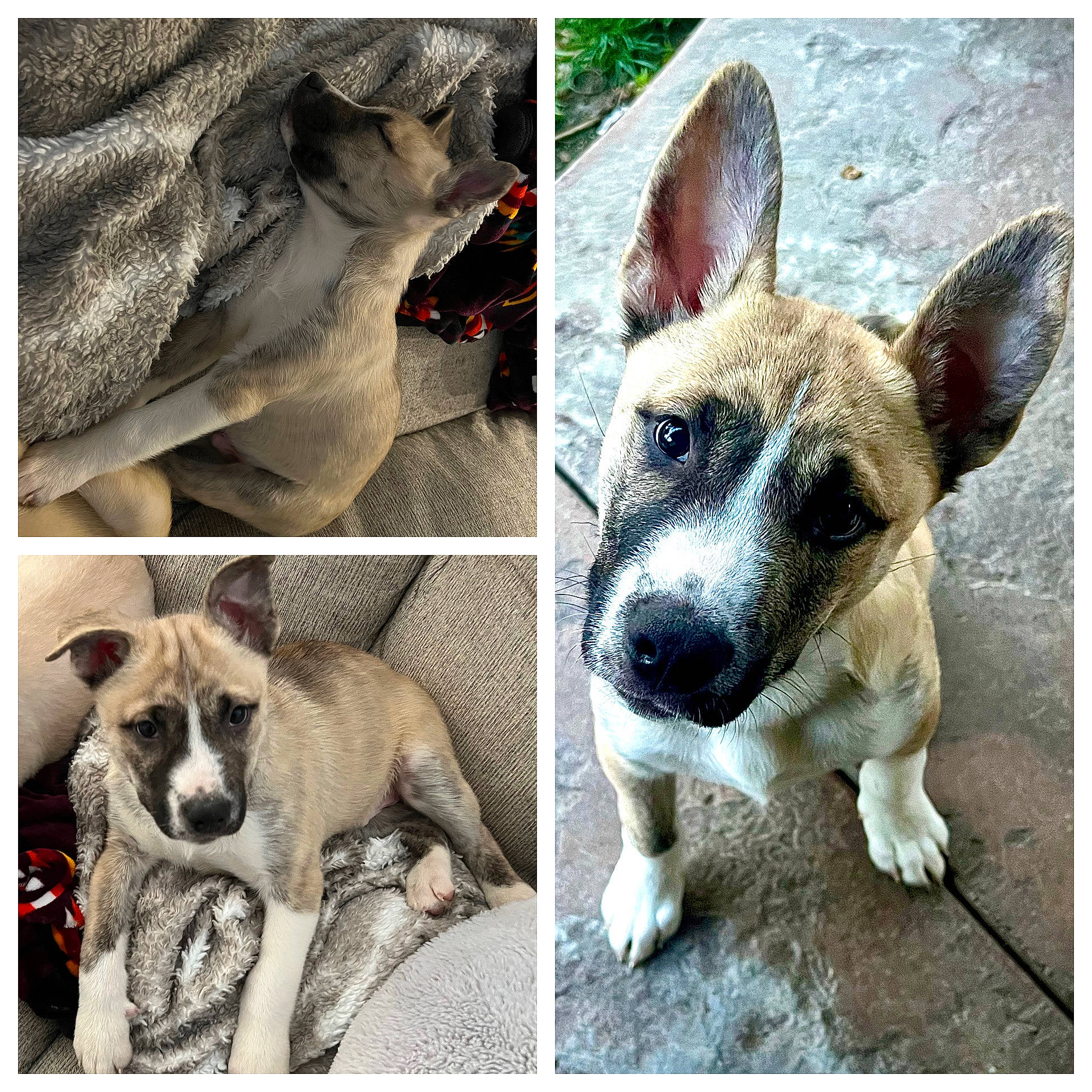 Biggie is registered to the contest to win money with this photo: beauty, bored, canidae, carnivore, collar, companion_dog, dog, dog_breed, dog_collar, fawn, paw, photo_caption, photograph, rectangle, snapshot, snout, sporting_group, stock_photography, whiskers, working_animal