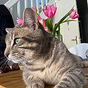 Poupouche participe au concours pour gagner de l'argent avec cette photo : cat, tabby_cat, green_eyes, wooden_table, pink_tulips, flowers, indoor, stairs, door, furniture, pet, animal, whiskers, fur, relaxed, closeup, side_view, houseplant, domestic, cozy