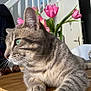 cat, tabby_cat, green_eyes, wooden_table, pink_tulips, flowers, indoor, stairs, door, furniture, pet, animal, whiskers, fur, relaxed, closeup, side_view, houseplant, domestic, cozy