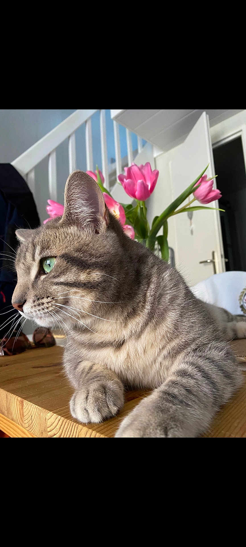 Poupouche participe au concours pour gagner de l'argent avec cette photo : cat, tabby_cat, green_eyes, wooden_table, pink_tulips, flowers, indoor, stairs, door, furniture, pet, animal, whiskers, fur, relaxed, closeup, side_view, houseplant, domestic, cozy