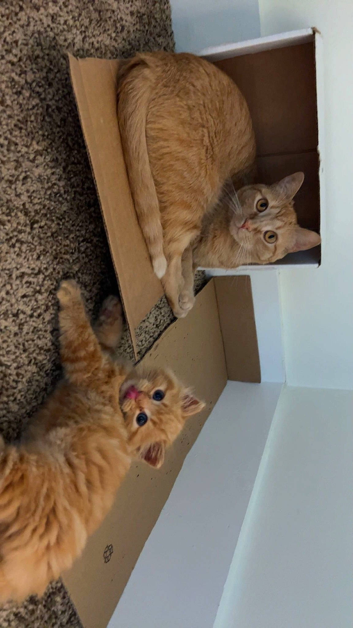 Migo is registered to the contest to win money with this photo: cardboard, carnivore, cat, cat_supply, domestic_short_haired_cat, fawn, felidae, flooring, fur, hardwood, mammal, paw, pet_supply, room, shelf, small_to_medium_sized_cats, tail, vertebrate, whiskers, wood