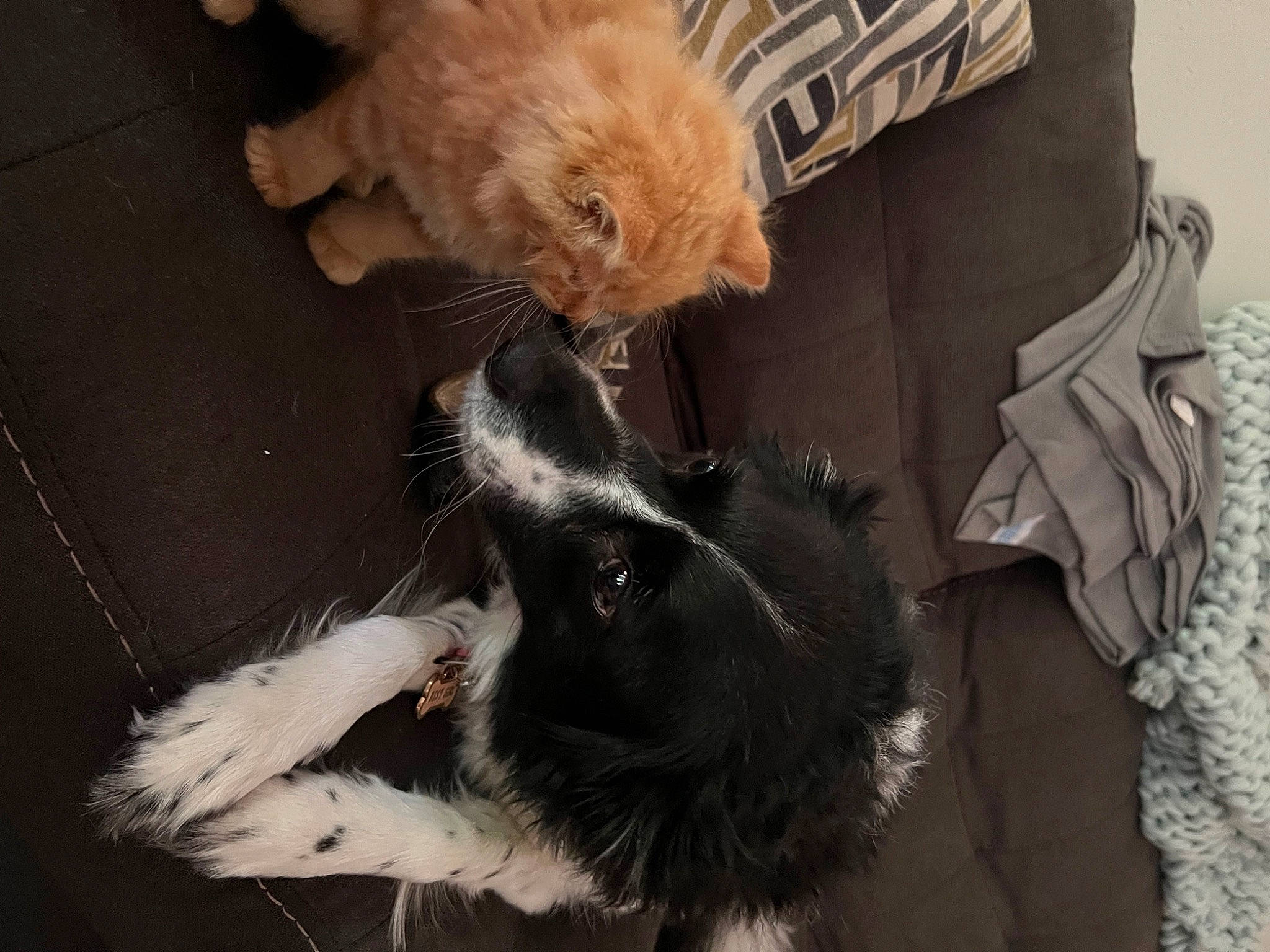 Migo joined the competition — help win amazing prizes! canidae, carnivore, cat, claw, comfort, companion_dog, dog_breed, domestic_short_haired_cat, fawn, felidae, fur, mammal, natural_material, paw, small_to_medium_sized_cats, snout, sporting_group, tail, terrestrial_animal, whiskers