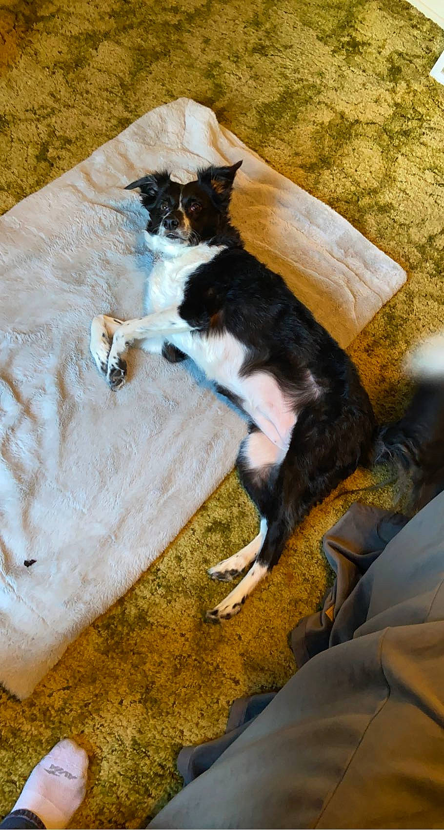 Gwen is registered to the contest to win money with this photo: canidae, carnivore, cat, comfort, companion_dog, dog_breed, domestic_short_haired_cat, fawn, felidae, fur, grass, hardwood, human_leg, small_to_medium_sized_cats, sporting_group, tail, tints_and_shades, tree, whiskers, wood