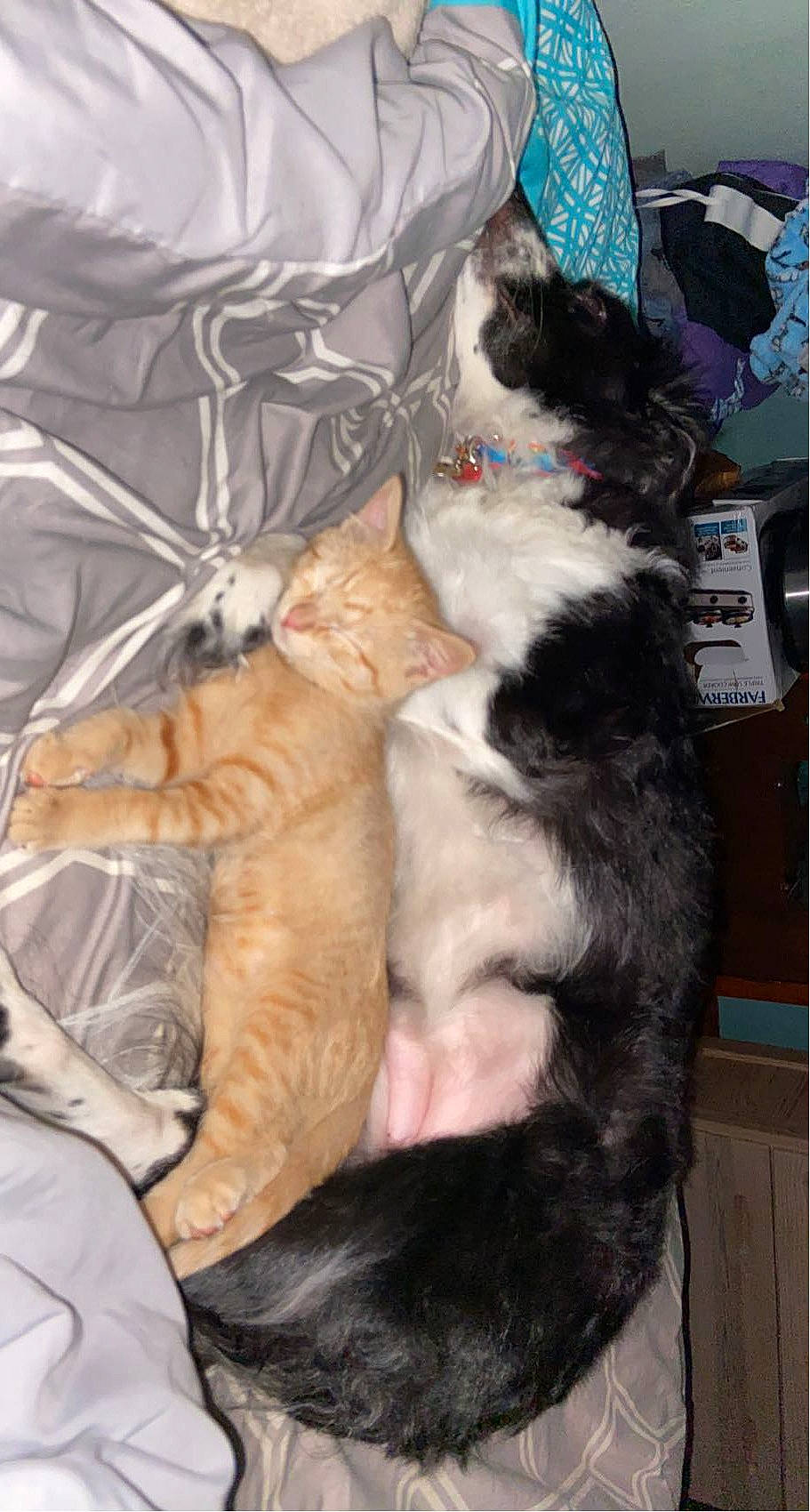 Gwen joined the competition — help win amazing prizes! carnivore, cat, claw, comfort, companion_dog, dog_breed, domestic_short_haired_cat, felidae, fur, lap, mammal, nap, sleep, small_to_medium_sized_cats, tail, textile, vertebrate, whiskers