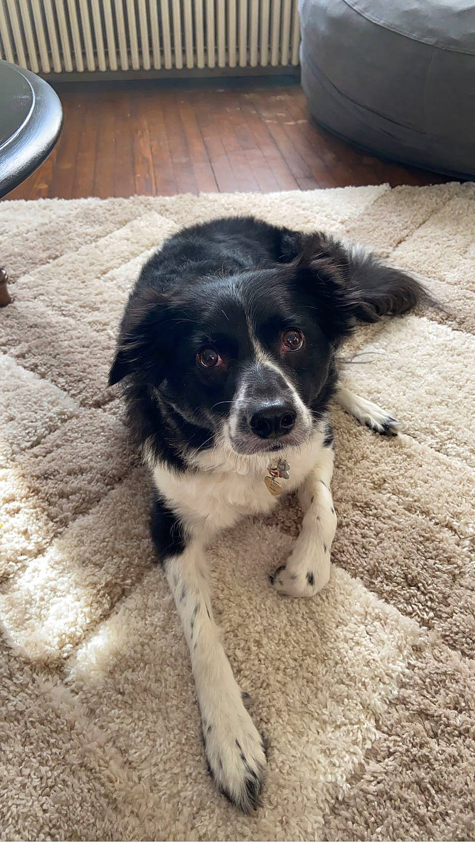 Gwen is registered to the contest to win money with this photo: australian_shepherd, border_collie, carnivore, companion_dog, dog, dog_breed, door, flooring, fur, gun_dog, herding_dog, serveware, sporting_group, tableware, whiskers, working_animal, working_dog