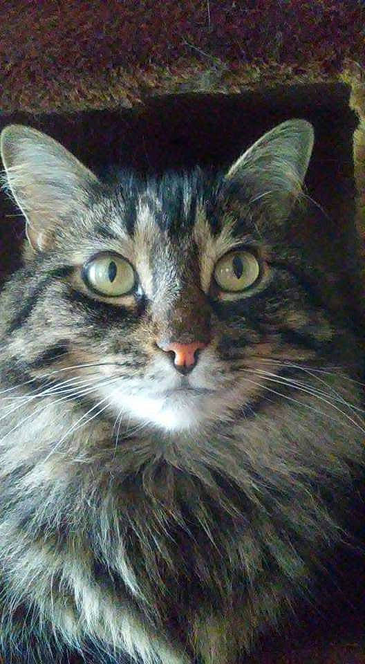 Gia is registered to the contest to win money with this photo: carnivore, cat, domestic_short_haired_cat, felidae, fur, iris, painting, small_to_medium_sized_cats, snout, terrestrial_animal, whiskers, window