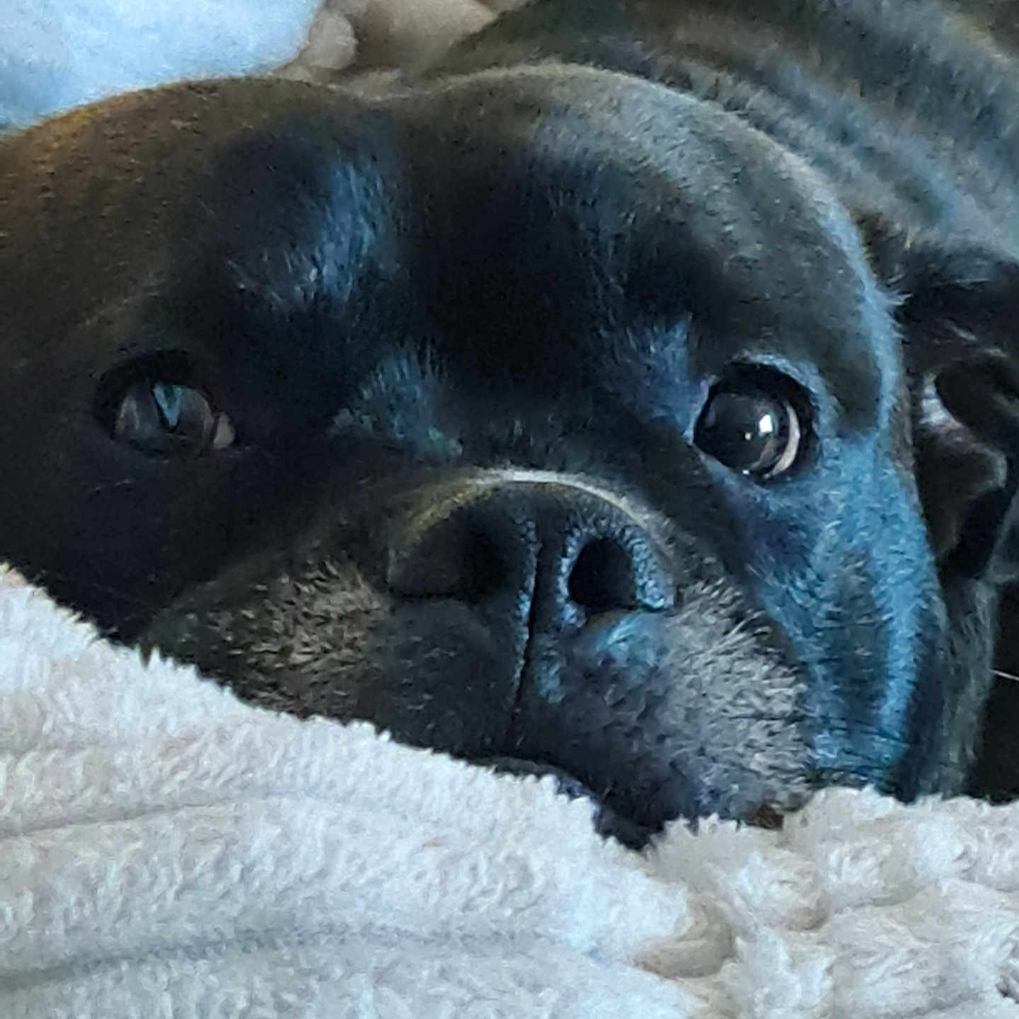 Odin is registered to the contest to win money with this photo: animal, blanket, boxer, bulldog, canine, dog, frenchbulldog, hound, labradorretriever, laundry, person, pet, pitbull, pug, puppy, sealife, sealion, sleeping, snout, towel