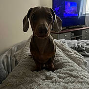Bailey is registered to the contest to win money with this photo: animal, bed, blanket, brown, carpet, cozy, curious, dachshund, dog, ears, eyes, furniture, indoor, living_room, nose, pet, puppy, relaxed, soft_texture, television